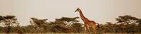 Safaris